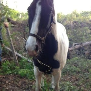 Meet your Posher, Tony